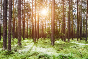 中大規模木造のメリット